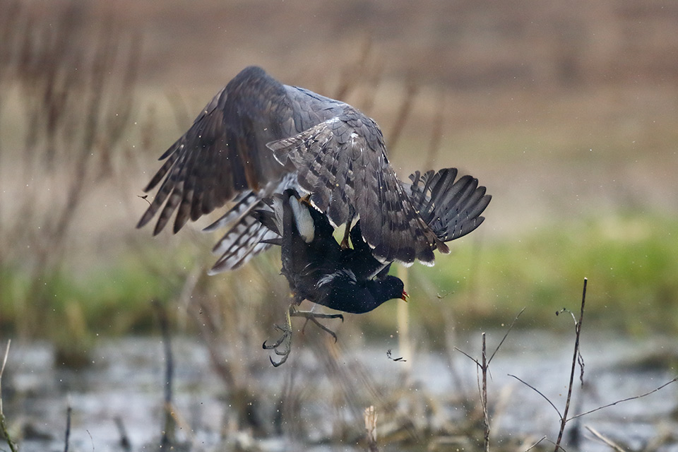 Astore vs gallinella